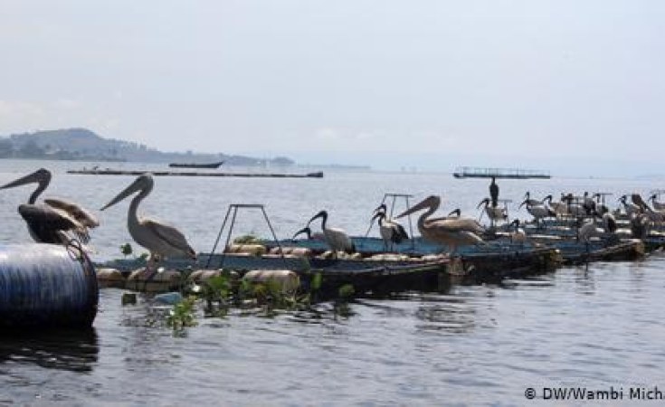 East Africa: Cage Farming Can Protect Lake Victoria's Fish. but