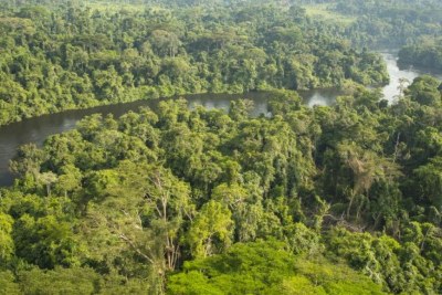 Forêt du bassin du Congo