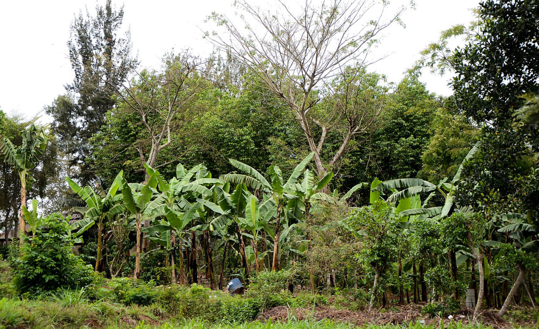 Africa Agroforestry At 40 How TreeFarm Science Has Changed the