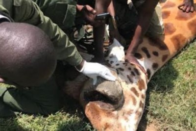 The giraffe getting treated by by a teams of medics led by Dr Titus Kaitho who administered a palliative treatment of antibiotics and anti-inflammatory drugs.