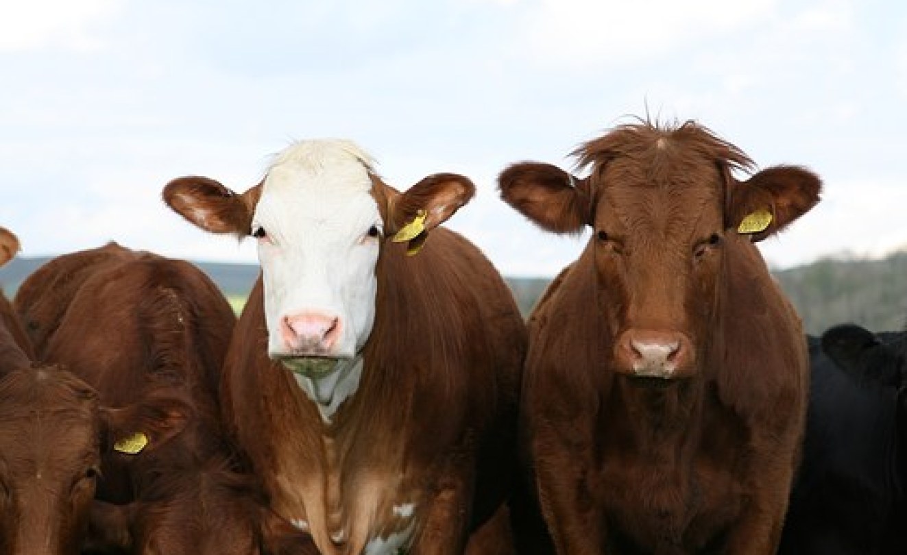 Zimbabwe: Rise of Ngubra Cattle Breed - allAfrica.com