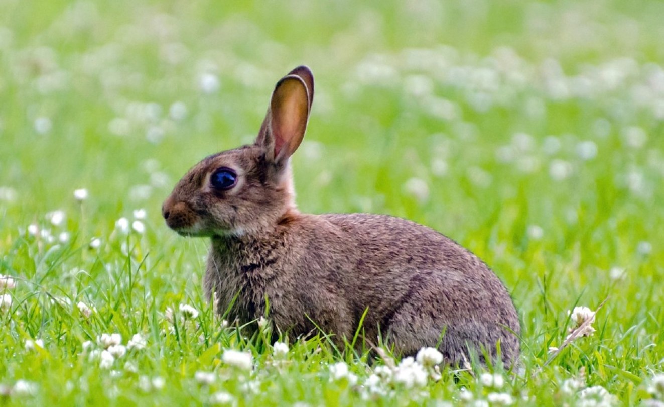 Zimbabwe Demand for Rabbit Meat Grows in Zim