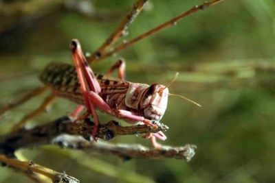 Locusts can devastate crops and pastures.