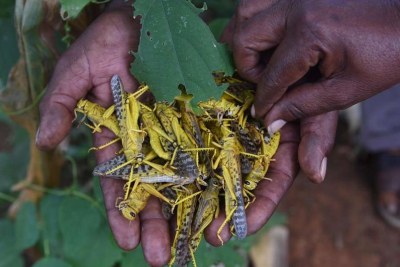 Farmers display dead locusts after spraying chemicals (file photo).