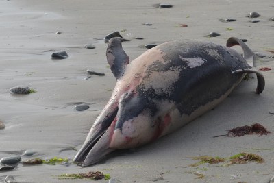 18 dauphins ont été retrouvés échoués sur les côtes de l’Île Maurice. La cause reste encore à déterminer .