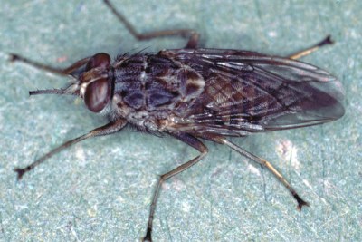 La mouche tsé-tsé (Glossina sp.) est vecteur du trypanosome.