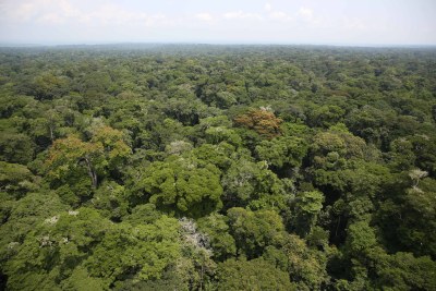 Rainforest in the Democratic Republic of the Congo.