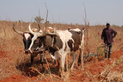 Une ferme près de Bongo, Huambo, Angola (image d'archive).