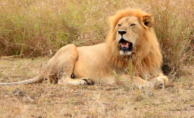The Fast, Furious, and Brutally Short Life of an African Male Lion