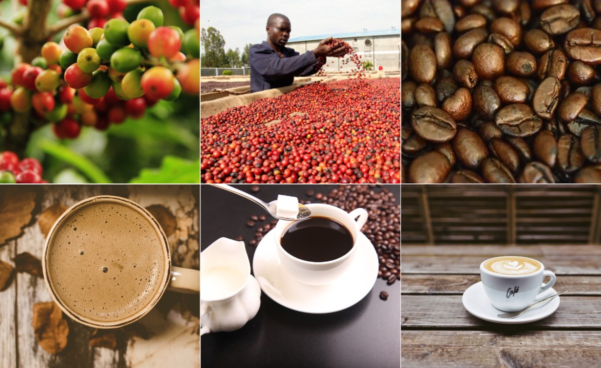 Uganda Strategies Farmers Can Adopt to Sustain Coffee Production