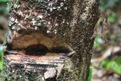 Une entaille dans le tronc d'un arbre de bois de rose, (photo d'illustration)