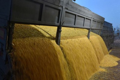 A truck unloads corn grains at a grain processing factory in Skvyra, Ukraine (file photo).