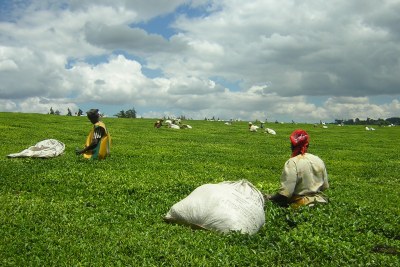 Teapickers near Kericho (file photo).