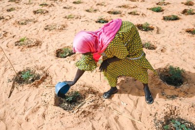 Une femme arrose des légumes dans un jardin maraîcher établi sur des terres autrefois dégradées à Ouallam, au Niger.