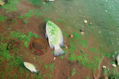 ZimParks initiates broad investigations as Lake Chivero becomes deadly for surrounding wildlife and aqua-life; suspects sewage runoff from Marimba area contaminating the water.